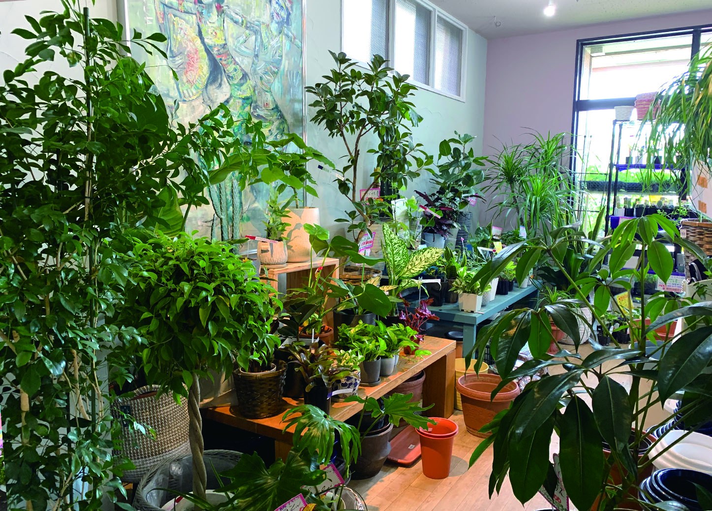 店内の観葉植物