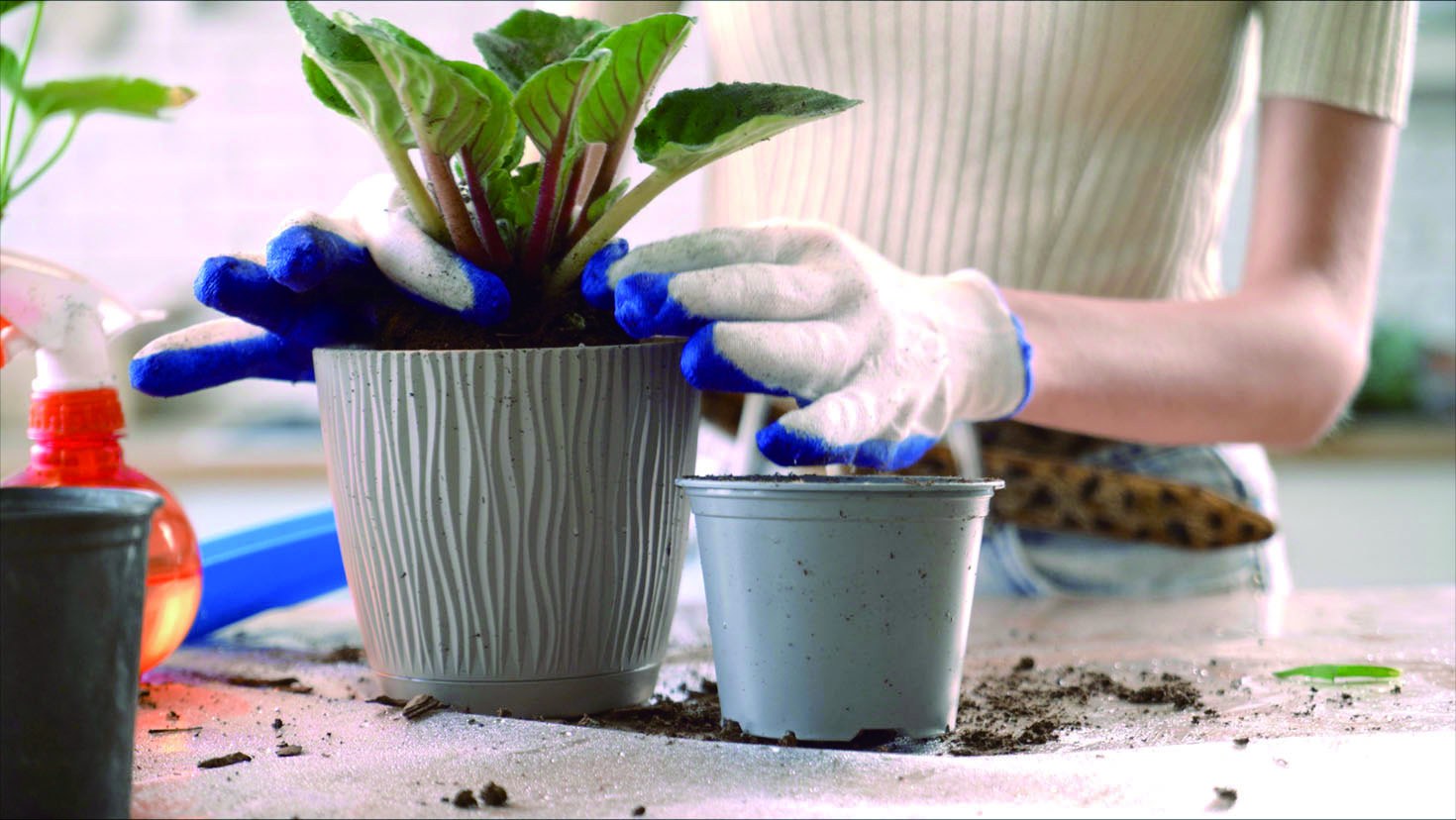 鉢植えの植え替え作業